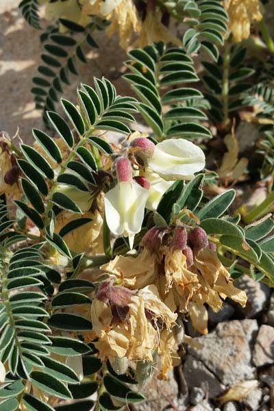 Astragale du Portugal